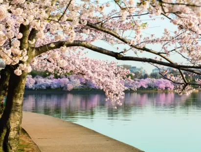washington dc